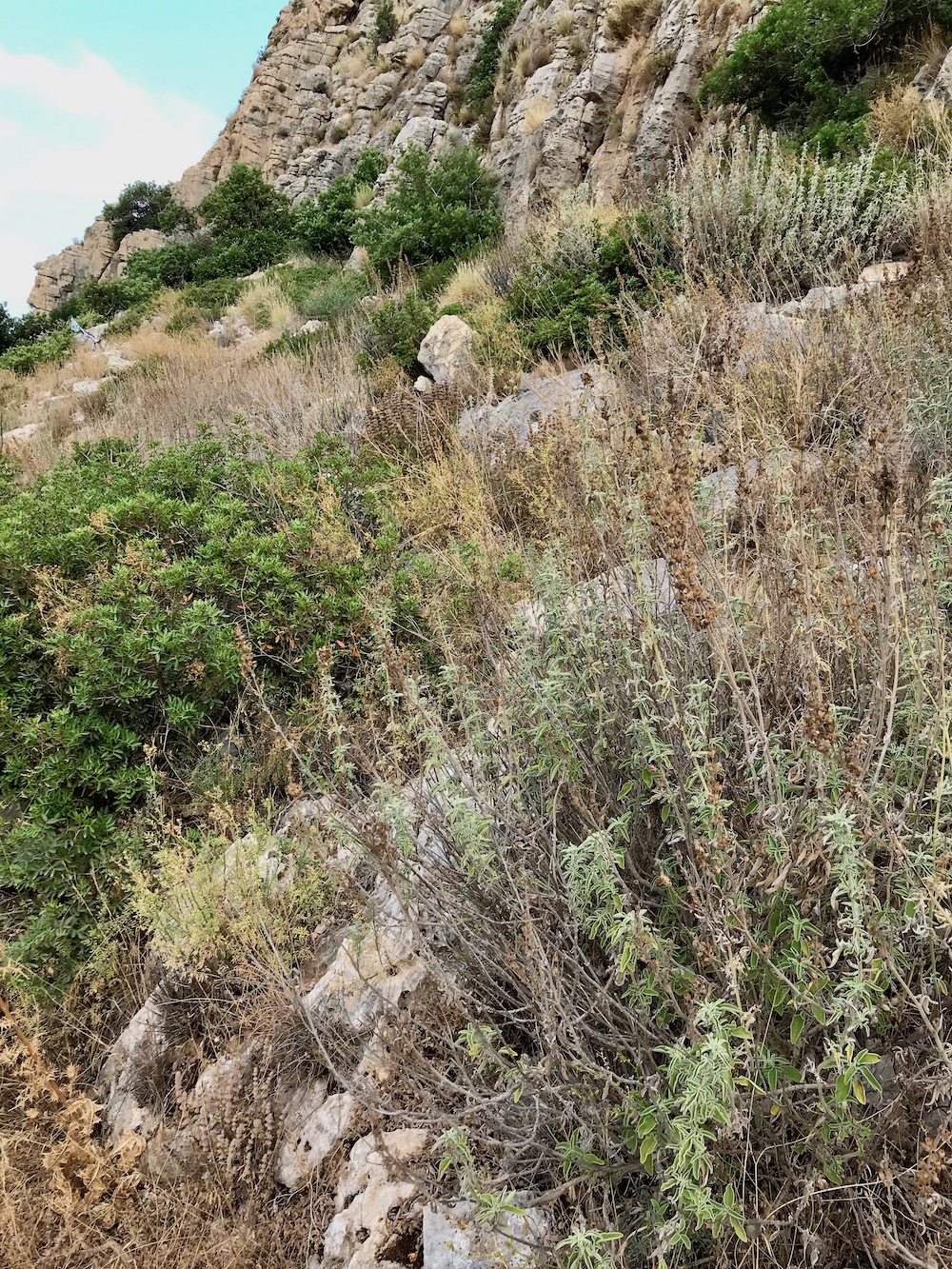 Dr Tomas Pavlicek, Biologist - Evolution Canyon, Nahal Oren